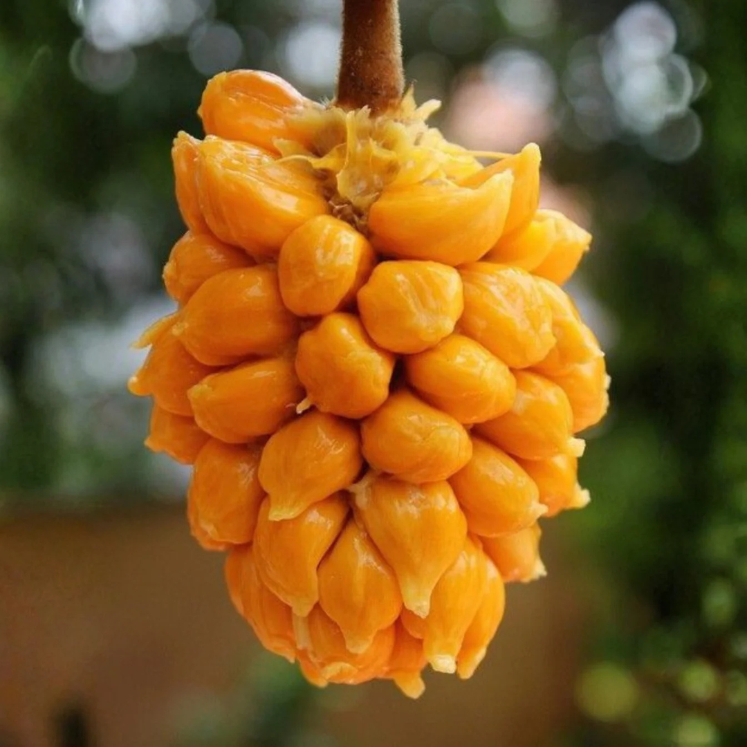 Monkey Jack (Ayanichakka) Rare Grafted Live Plant