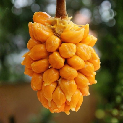 Monkey Jack (Ayanichakka) Rare Grafted Live Plant