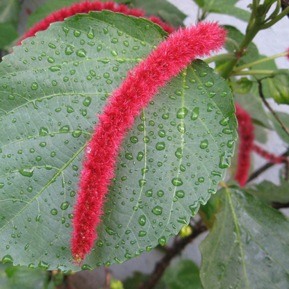 Monkey Tail (Acalypha hispida) Flowering Live Plant