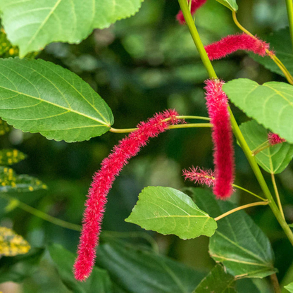 Monkey Tail (Acalypha hispida) Flowering Live Plant