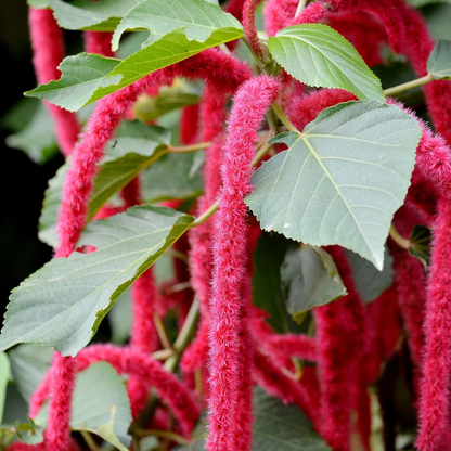 Monkey Tail (Acalypha hispida) Flowering Live Plant