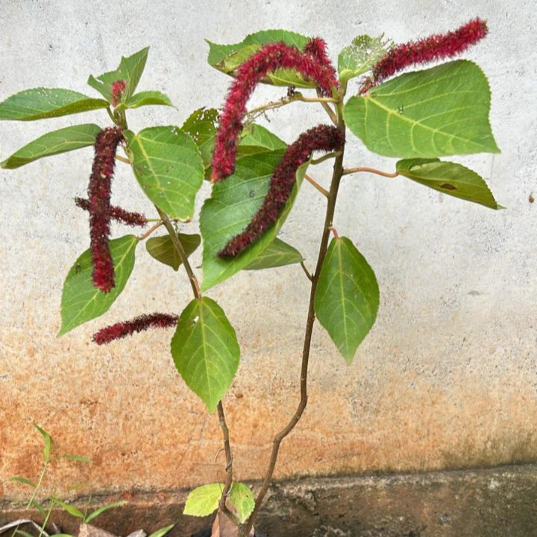 Monkey Tail (Acalypha hispida) Flowering Live Plant