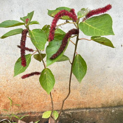 Monkey Tail (Acalypha hispida) Flowering Live Plant