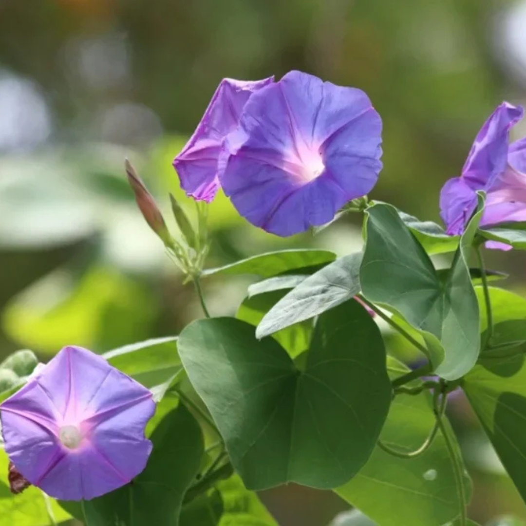 Morning Glory (Ipomoea) All Time Flowering Live Plant