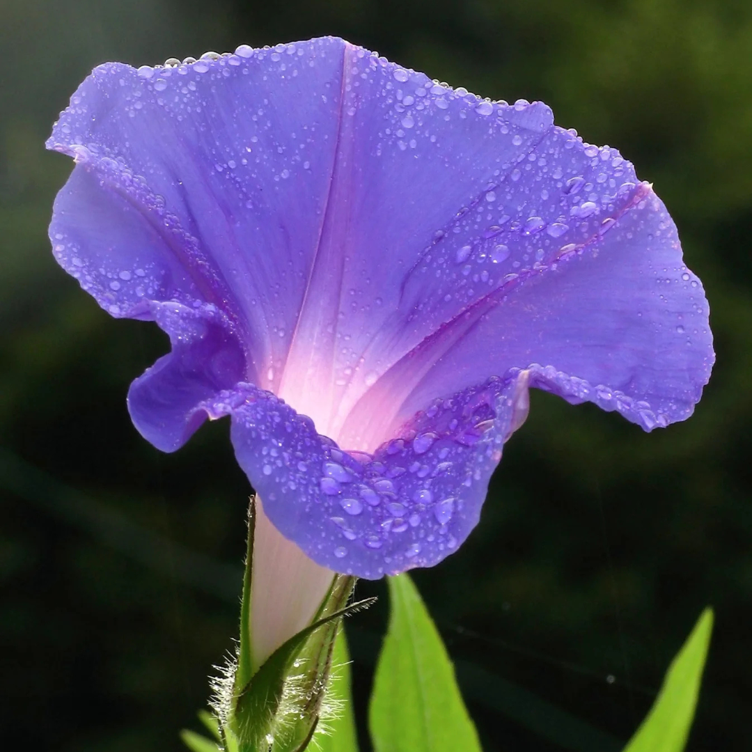 Morning Glory (Ipomoea) All Time Flowering Live Plant