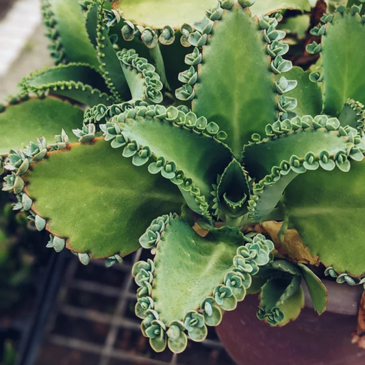 Mother of Thousands (Kalanchoe daigremontiana) Indoor / Outdoor Live Plant