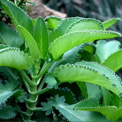 Mother of Thousands (Kalanchoe daigremontiana) Indoor / Outdoor Live Plant