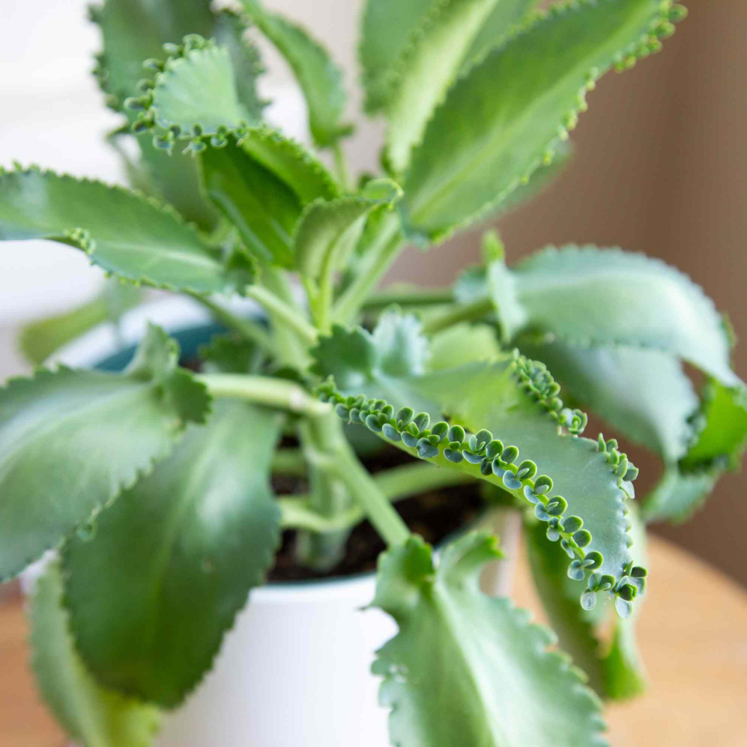 Mother of Thousands (Kalanchoe daigremontiana) Indoor / Outdoor Live Plant