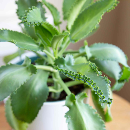 Mother of Thousands (Kalanchoe daigremontiana) Indoor / Outdoor Live Plant