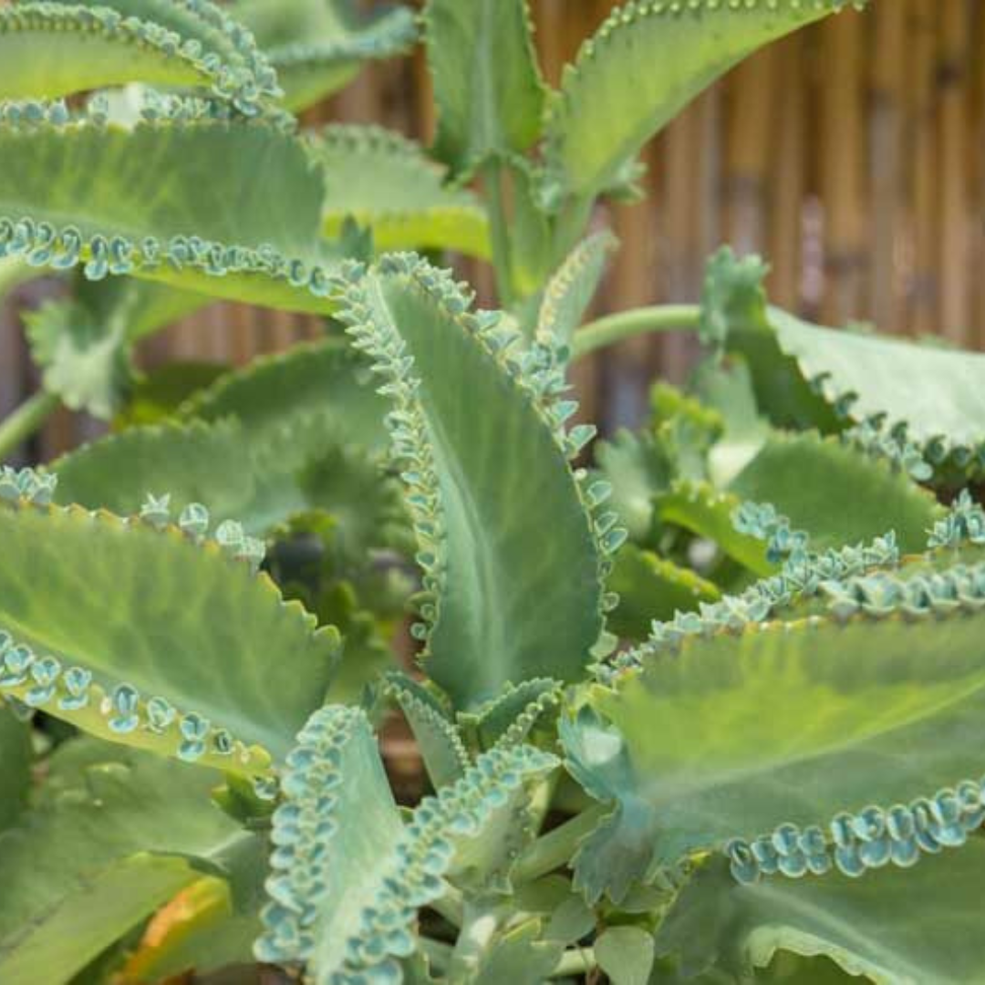 Mother of Thousands (Kalanchoe daigremontiana) Indoor / Outdoor Live Plant