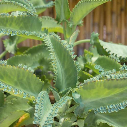 Mother of Thousands (Kalanchoe daigremontiana) Indoor / Outdoor Live Plant