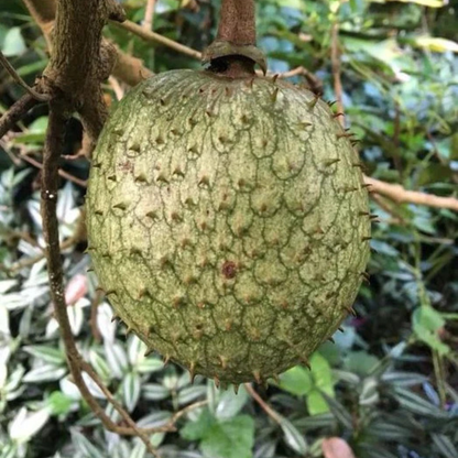 Mountain Soursop Live Plant (Annona Montana)