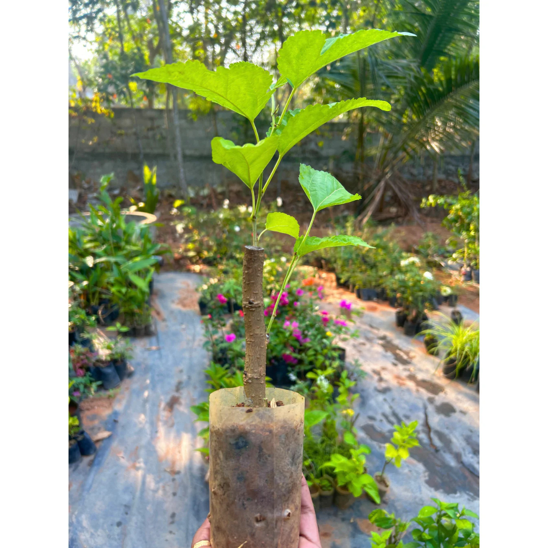 Mulberry Well Rooted Live Plant