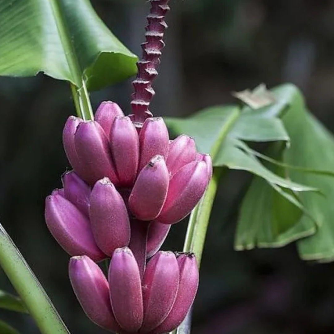 Musa velutina (Pink Banana) Rare Live Plant