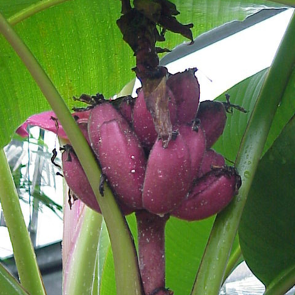 Musa velutina (Pink Banana) Rare Live Plant