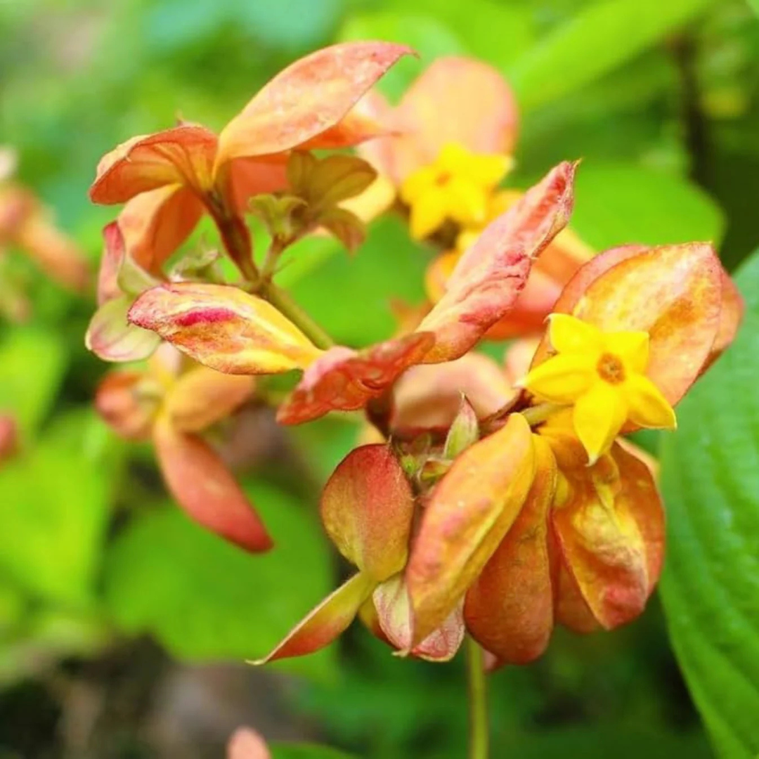 Mussaenda orange All Time Flowering Live Plant