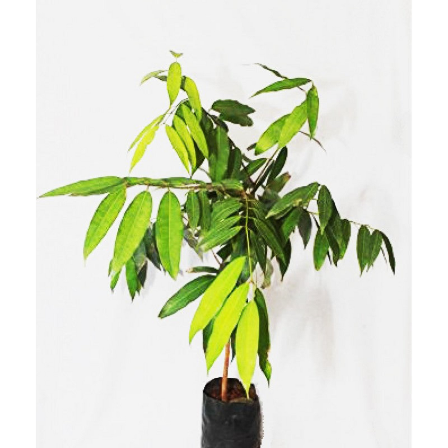 Nagkesar (Ceylon Ironwood) Live Plant