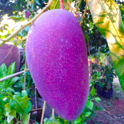 Nam Doc Mai Purple Mango Live Plant