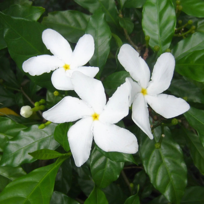 Nandyarvattam / Pinwheel Fragrant All Time Flowering Live Plant