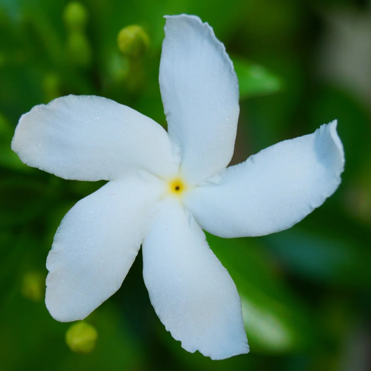 Nandyarvattam / Pinwheel Fragrant All Time Flowering Live Plant