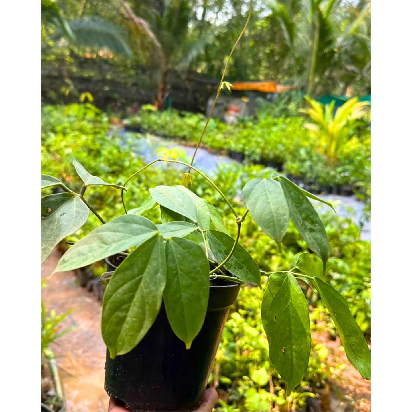Nema/Blue Jade Vine (Strongylodon macrobotrys) Live Plant