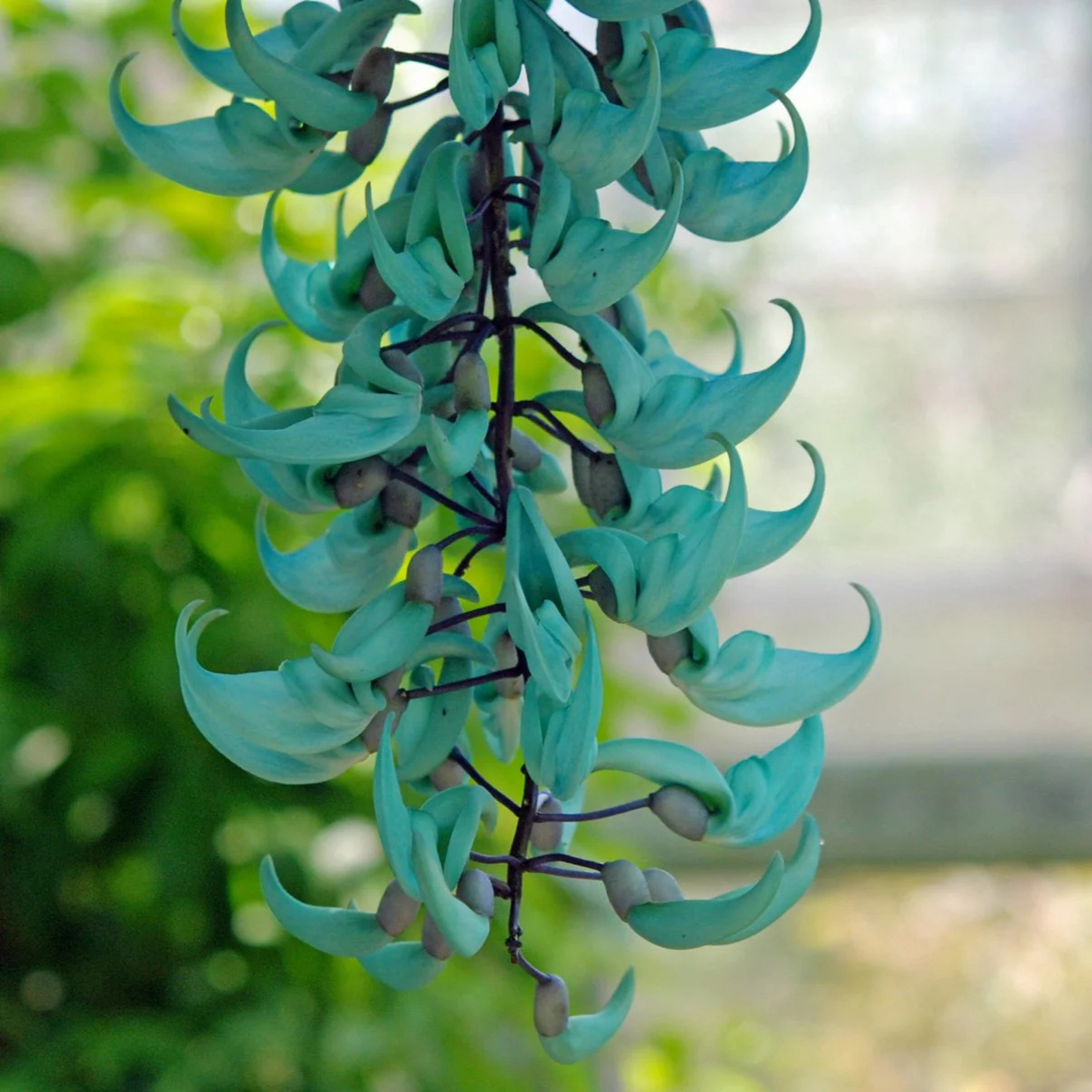 Nema/Blue Jade Vine (Strongylodon macrobotrys) Live Plant