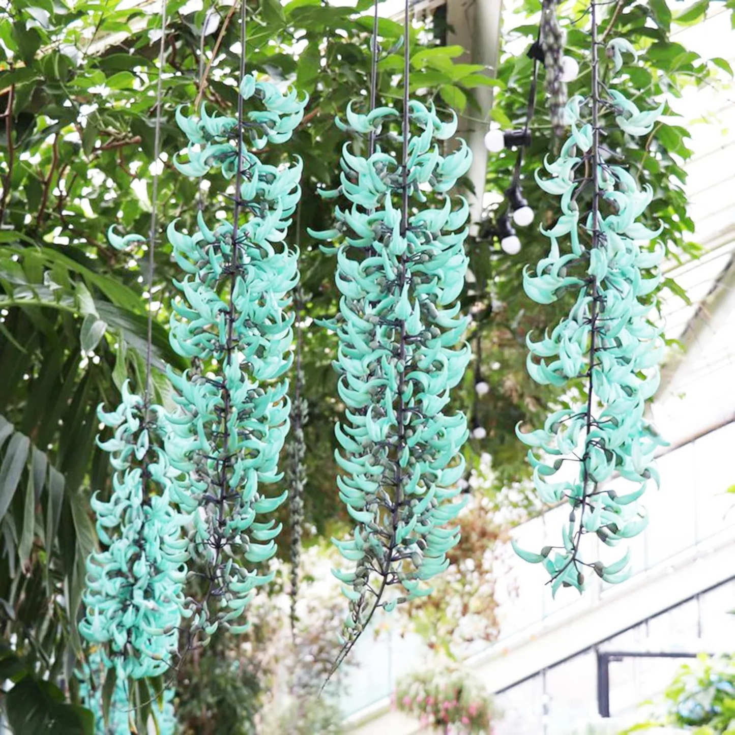 Nema/Blue Jade Vine (Strongylodon macrobotrys) Live Plant