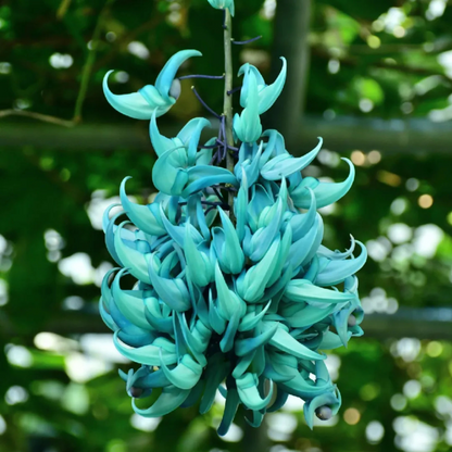Nema/Blue Jade Vine (Strongylodon macrobotrys) Live Plant