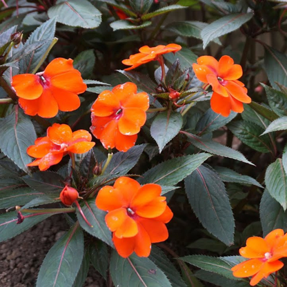 New Guinea Orange (Impatiens hawkeri) Rare All Time Flowering Live Plant