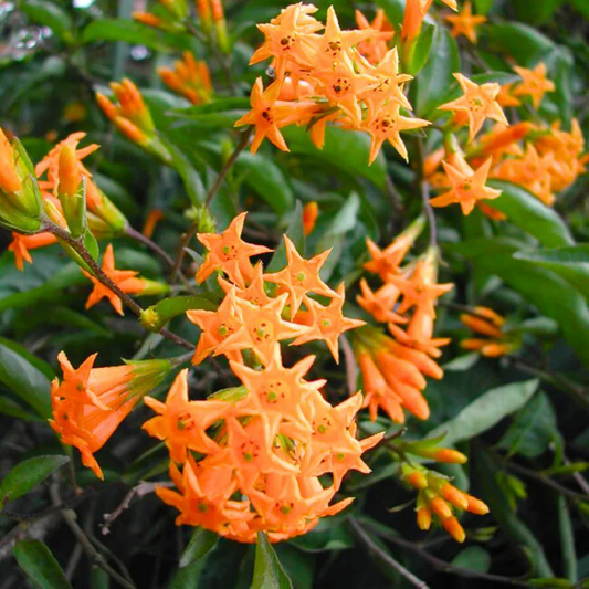 Night Blooming Jasmine Orange (Cestrum aurantiacum) Rare Flowering Live Plant