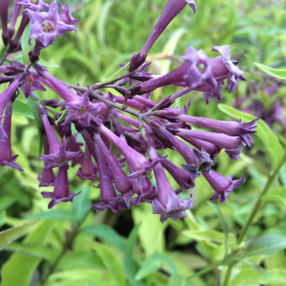 Night Blooming Jasmine Purple Flowering Live Plant