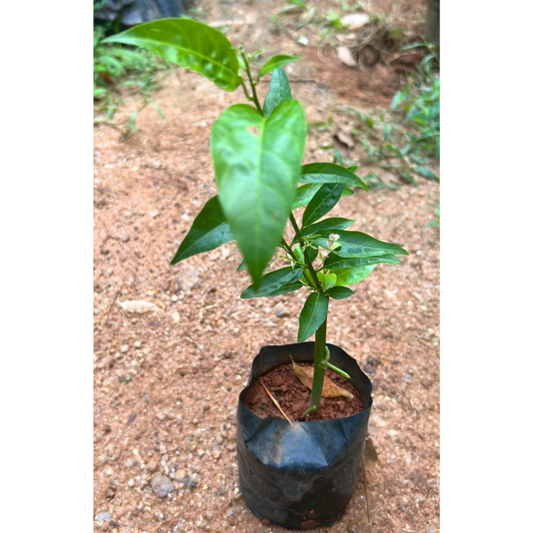 Night Blooming Jasmine Purple Flowering Live Plant