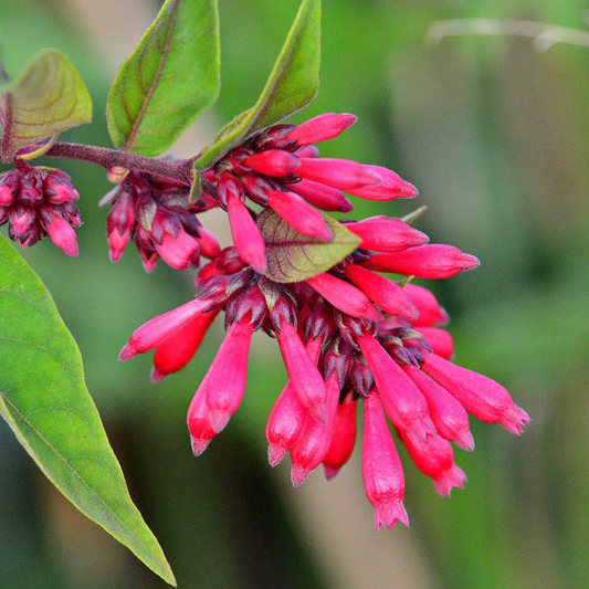 Night Blooming Jasmine Red (Cestrum elegans) Rare Flowering Live Plant