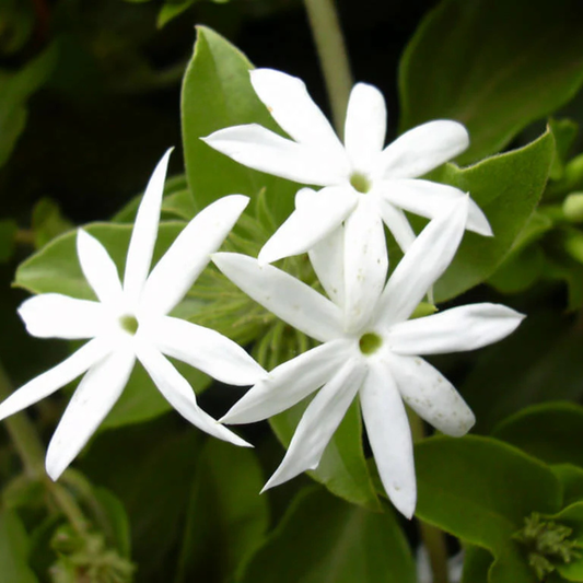 Nithyakalyani (Jasminum multiflorum) Highly Fragrant Flowering Live Plant