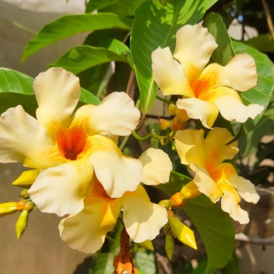 Odontadenia Macrantha Layered Live Plant
