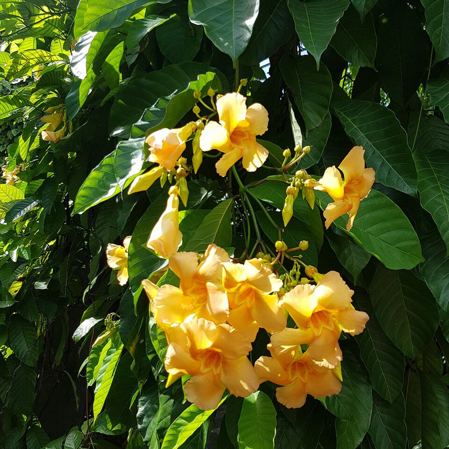 Odontadenia Macrantha Layered Live Plant