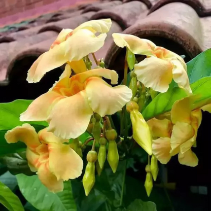 Odontadenia Macrantha Layered Live Plant