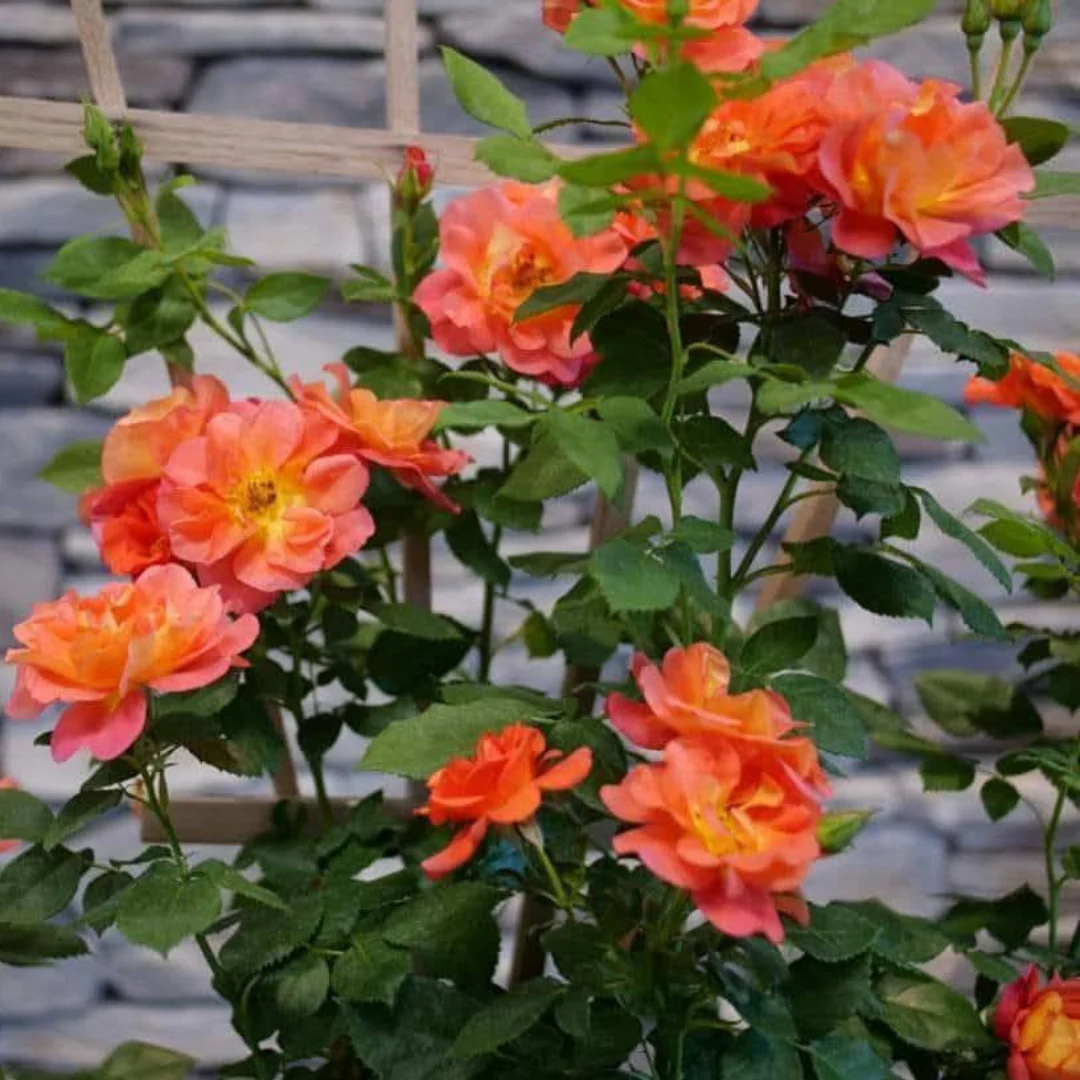 Orange Climber Rose Rare Big Flowering Climbing Rose Plant | Fragrant ...