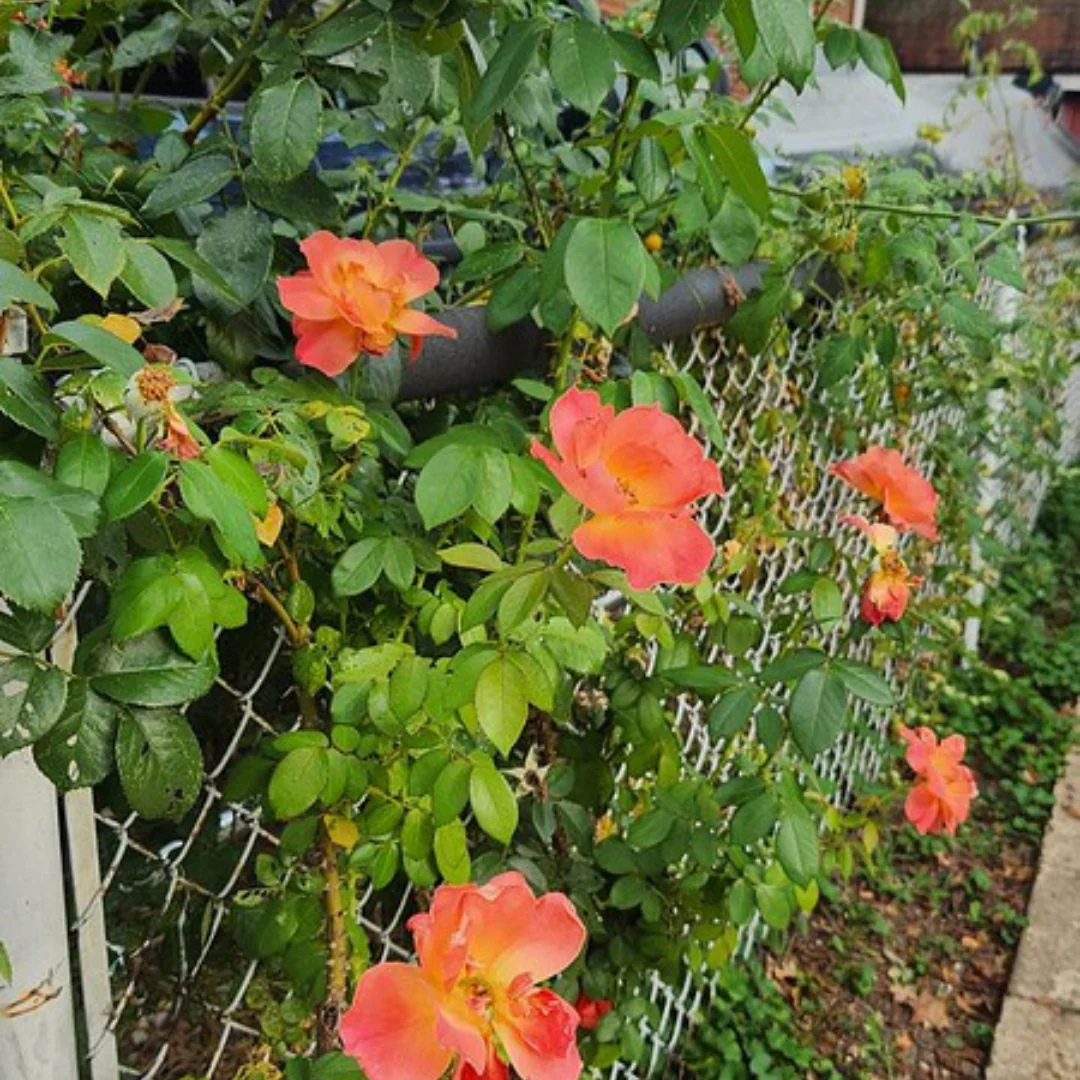 Orange Climber Rose Rare Big Flowering Climbing Rose Plant