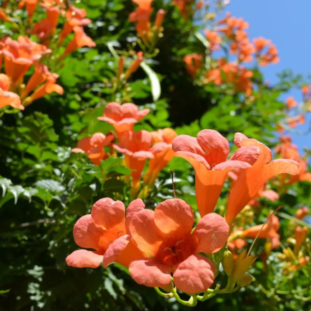 Orange Trumpet Vine / Tecoma (Campsis Radicans) Flowering Live Plant