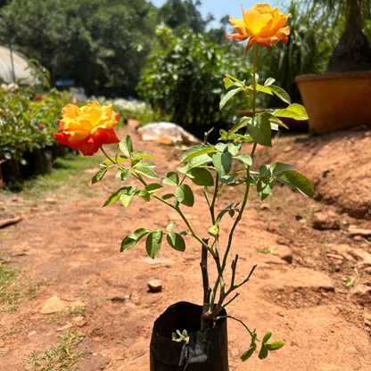 Orange and Yellow Double Coloured Grafted Rose Live Plant