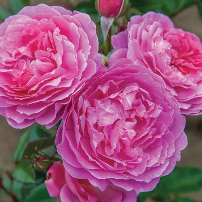 Orchid Rose Live Plant - With Pot
