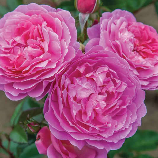 Orchid Rose Live Plant - With Pot