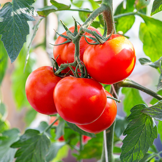 Organic Tomato Seeds - Open Pollinated