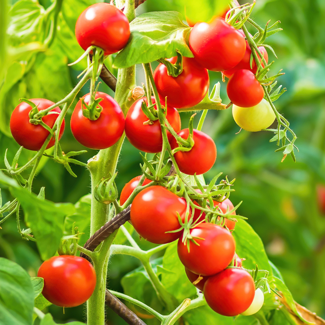 Organic Tomato Seeds - Open Pollinated
