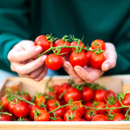 Organic Tomato Seeds - Open Pollinated