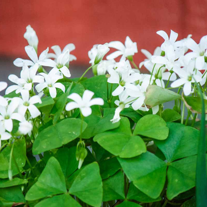 Oxalis Green with White Flowers Indoor Live Plant