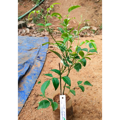 Pandora Jasminoids White Flowering Live Plant - Green Leaves