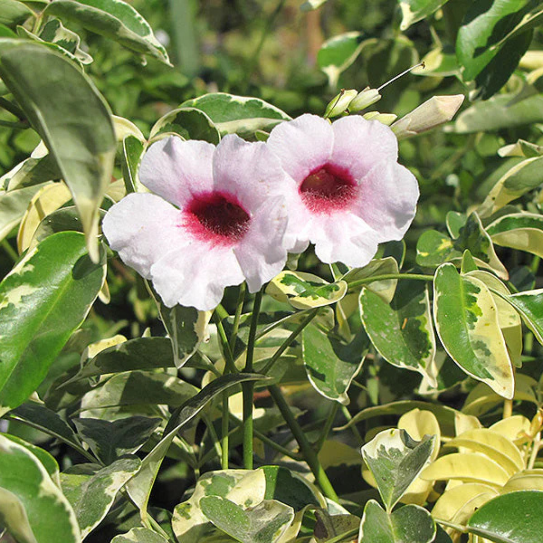 Pandora Jasminoids White Flowering Live Plant - Variegated Leaves