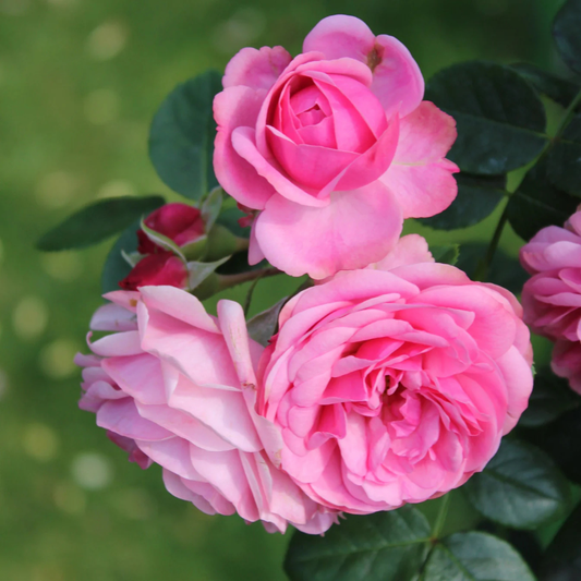 Paneer / Edward Rose Own Rooted Live Plant